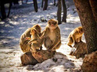 Morocco temperature January